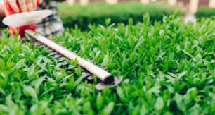 HEDGE TRIMMING